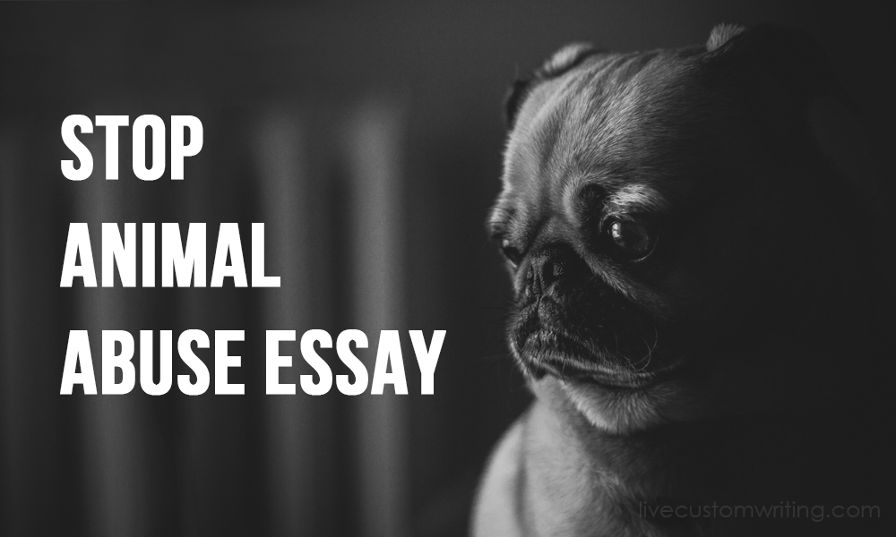 Stop Animal Abuse Essay