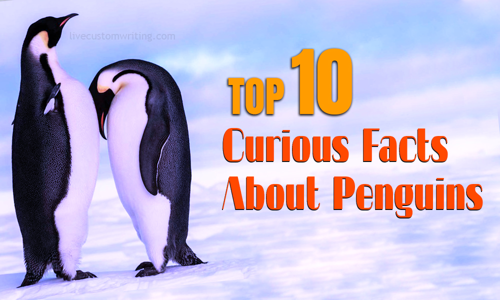 Top 10 Curious Facts About Penguins